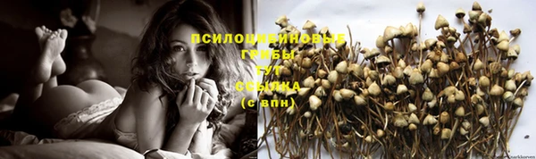 прущие грибы Тихвин